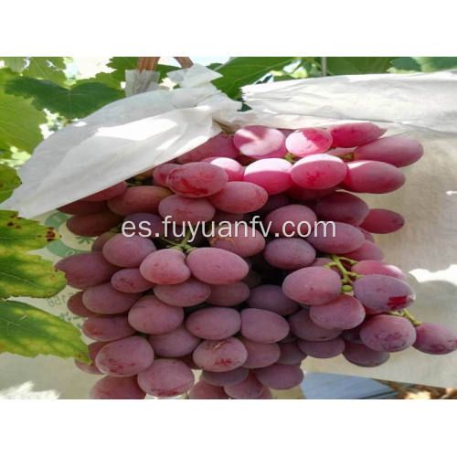 mejores uvas globales rojas xinjiang